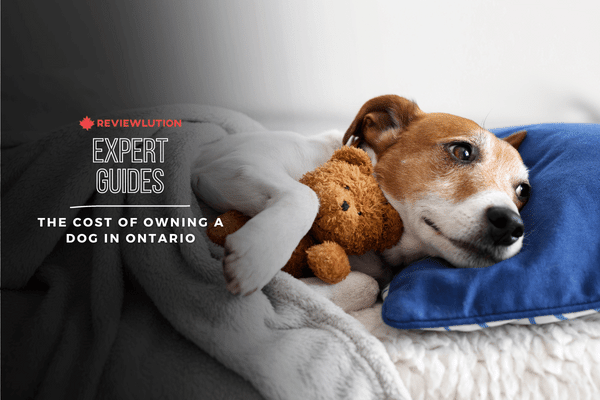 The Cost Of Owning a Dog in Ontario: A Fur-Bulous Budget Guide
